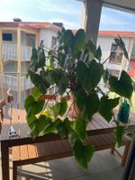 Grosse Homalomena – kräftige Zimmerpflanze im Tont