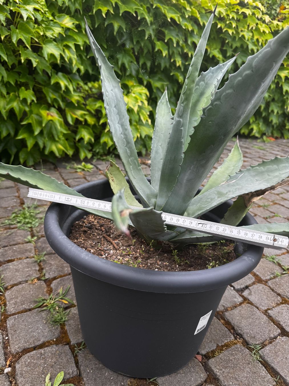 Piante & sementi: Agaven zu verkaufen – Nuovo (secondo la descrizione) da Stäfa venduto da Handymen1 1