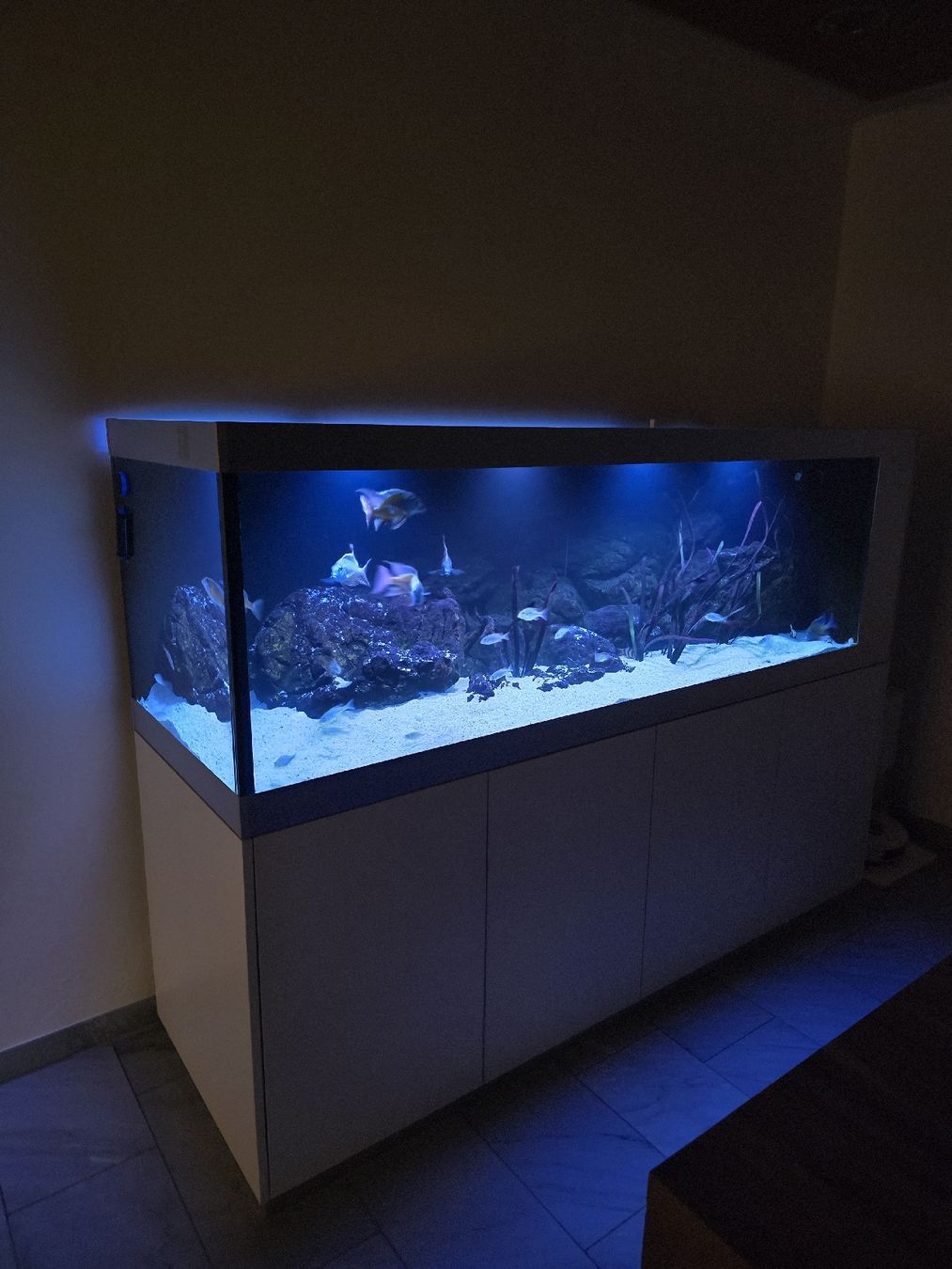 Acquari: Aquarium 1000 Liter – Usato da Suhr venduto da ronny019 3