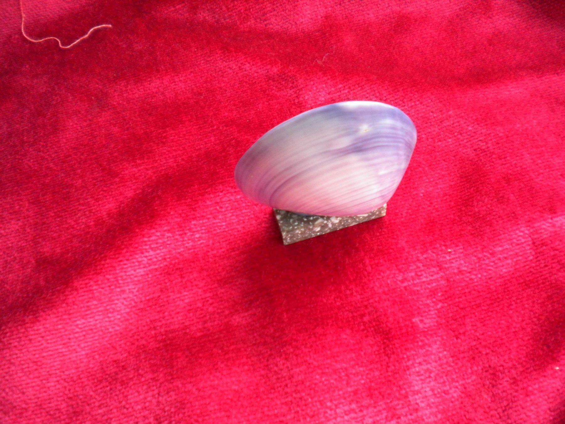 Fossilien: Blaue Muschel etwa 6 cm gross – Gebraucht aus Spreitenbach von Sniper8952