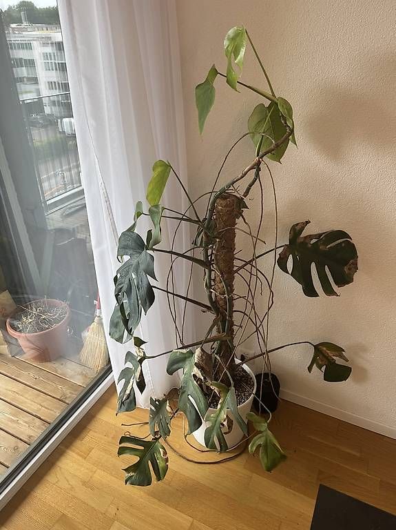 Piante & sementi: Pflanze Monstera / Fensterblatt – Usato da Liebefeld venduto da BernVerkaufAnkauf 3