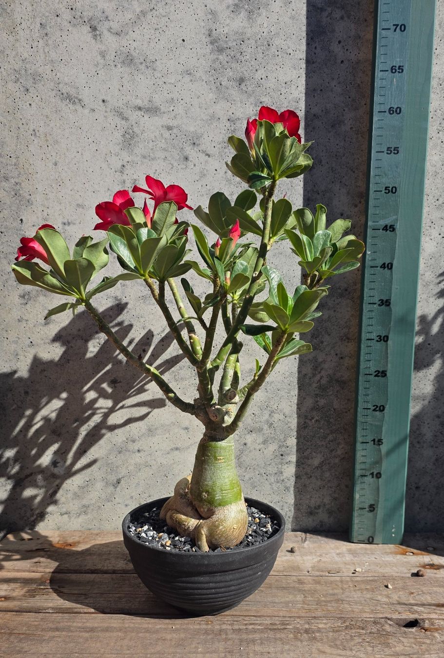 Piante & sementi: Adenium Obesum Rot / Wüstenrose – Nuovo (secondo la descrizione) da St.Erhard venduto da Plumilandschweiz 4