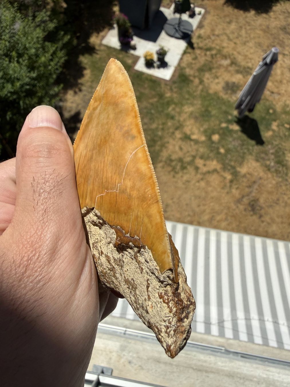 Fossilien: Megalodon Zahn Indonesien – Gebraucht aus schüpfen von rica122 3