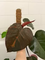 RARE! Philodendron Orange Princess