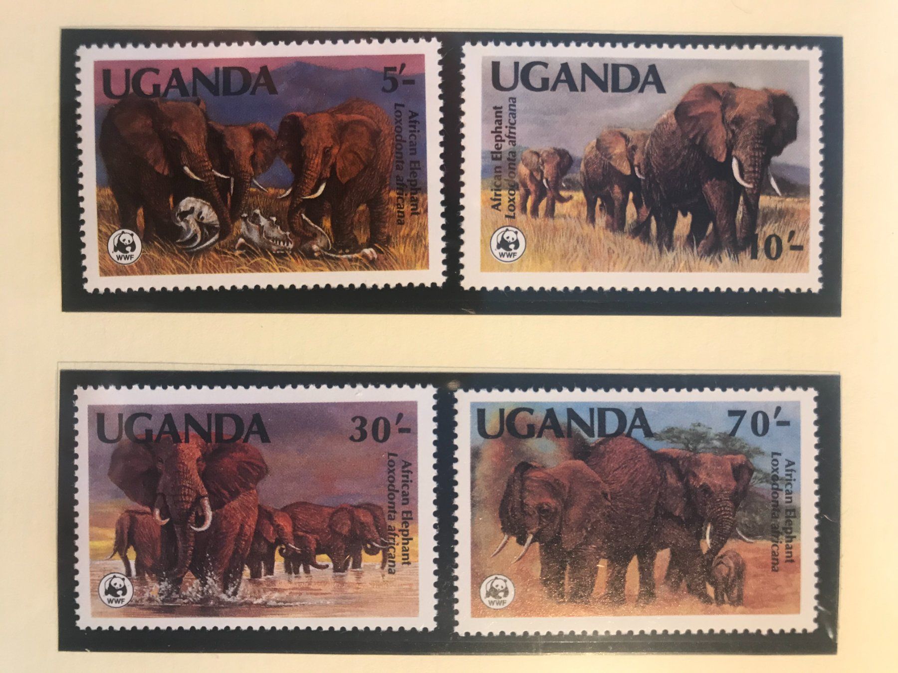 Tutti i francobolli: WWF Uganda 1983 Satz Elefanten postfrisch – Nuovo (secondo la descrizione) da Liestal venduto da schnueps