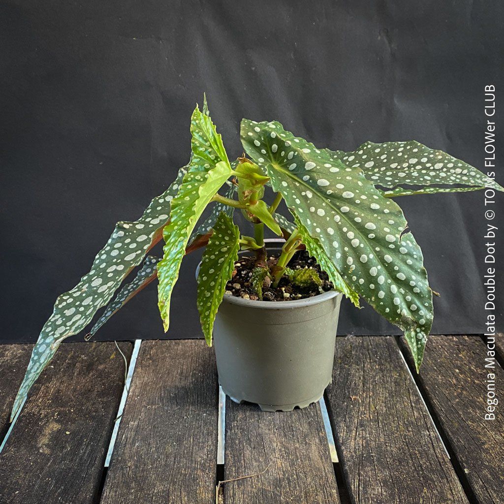 Piante & sementi: Begonia Maculata Double Dot - ein wunderschönes Sammlerstück – Nuovo e nell'imballaggio originale da Adliswil venduto da astom369 2