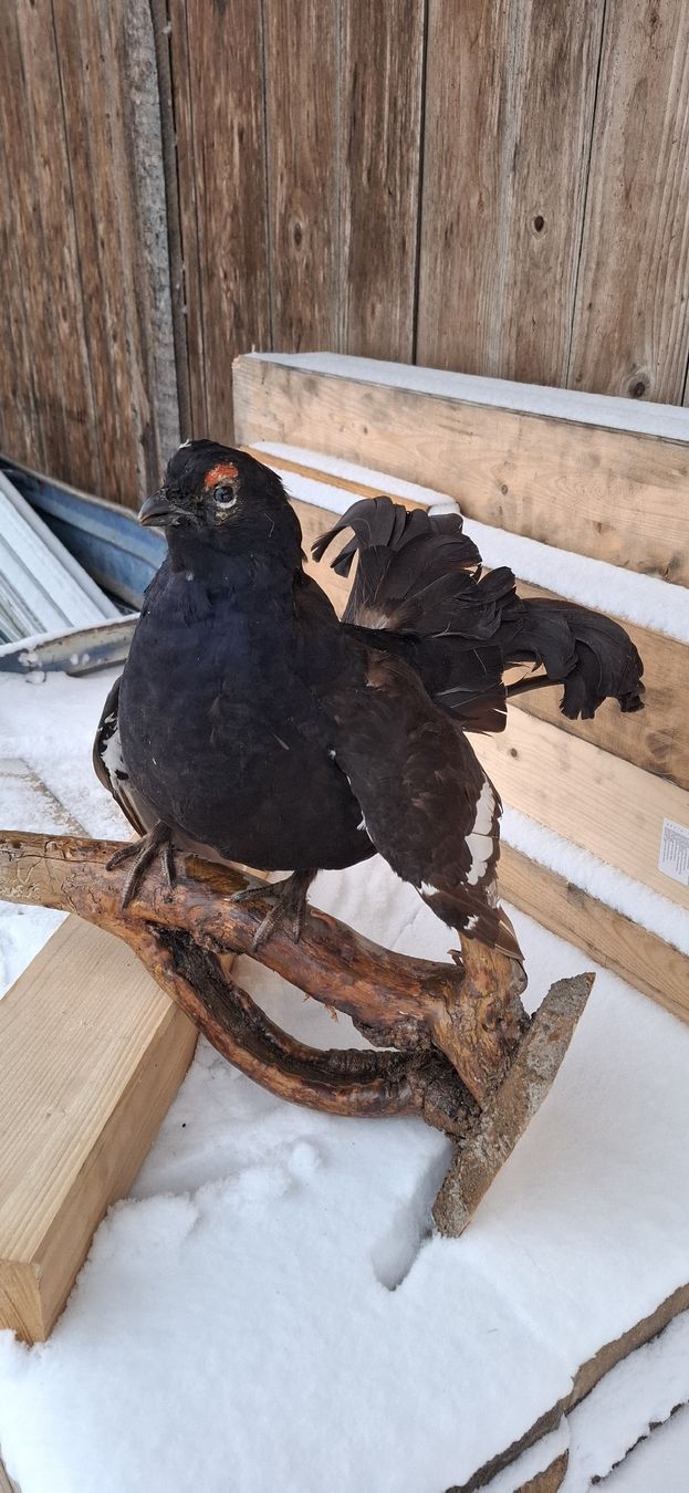 Il mondo degli animali: Aufsitzender präparierter Birkhahn, Top – Usato da Buttisholz venduto da REX001