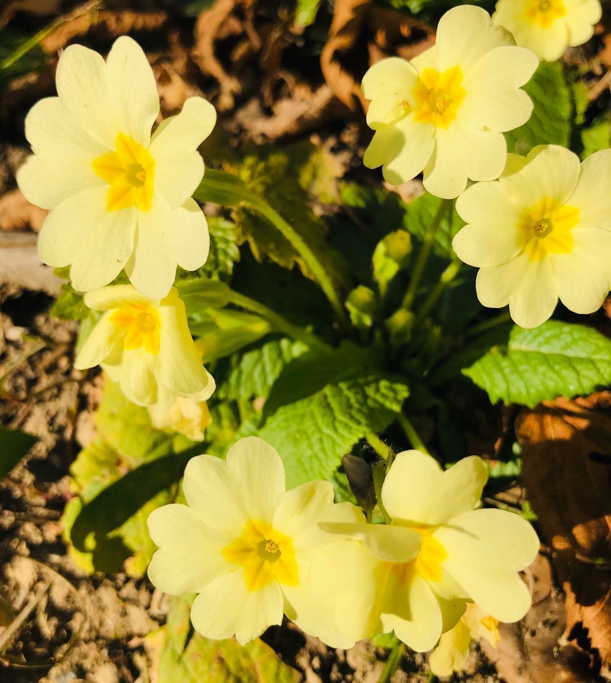 Piante & sementi: PRIMULA ACAULIS Gemeinsame Primel x10stk – Nuovo e nell'imballaggio originale da Rovio venduto da POSITIFFARTandPLANTS 3