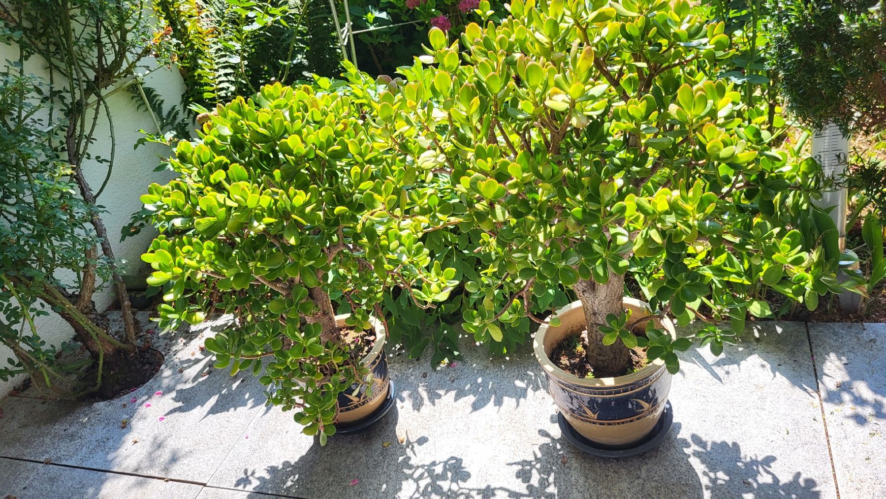 Pflanzen & Samen: Geldbaum 80 cm. hoch – Gebraucht aus Muttenz von Igma 2