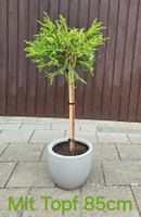 Schöner Cryptomeria japanisch little Champion