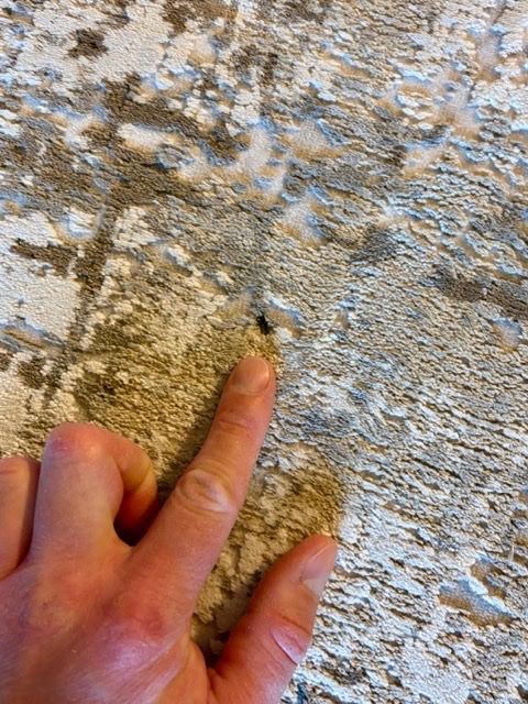 Tappeti: Teppich Dieter Knoll Isabelle 200/290cm – Nuovo (secondo la descrizione) da Eggenwil venduto da desibetschart 9