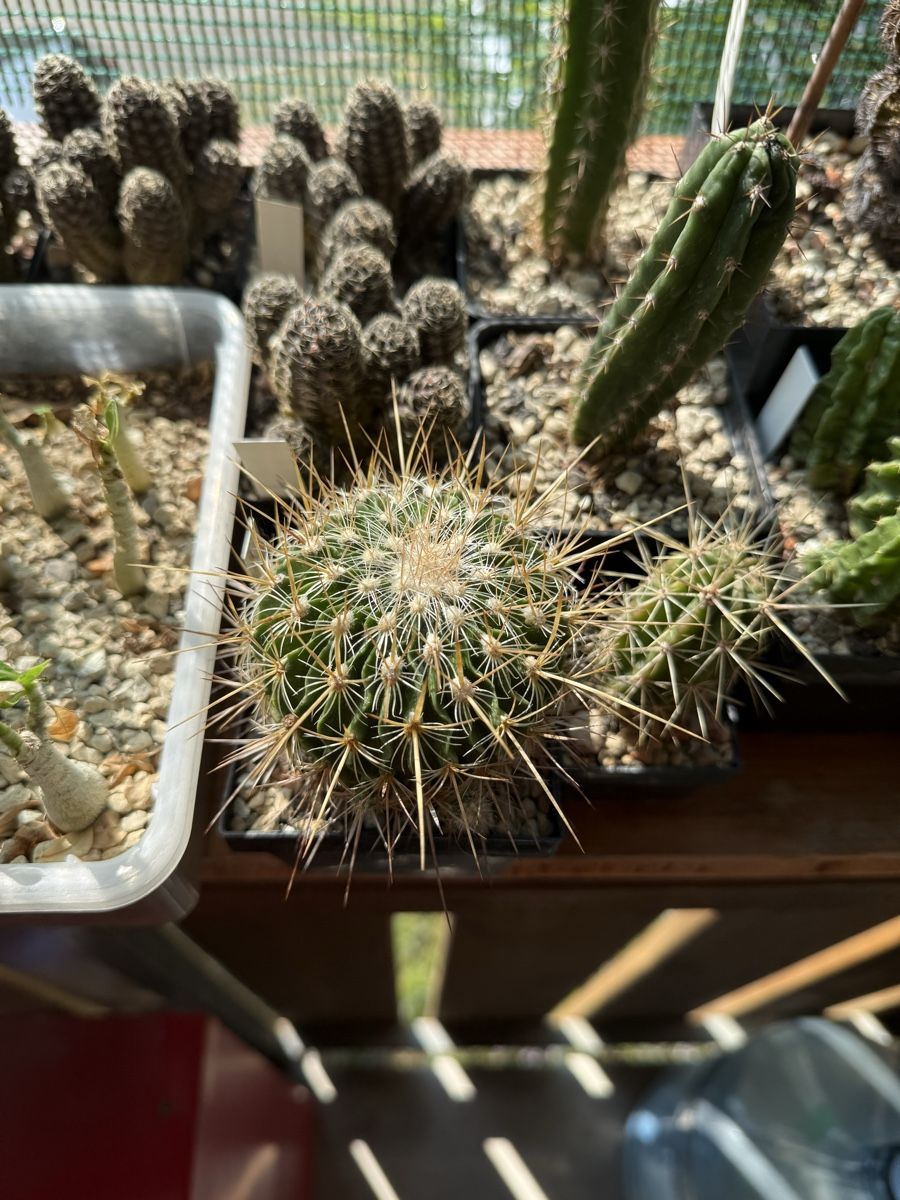 Pflanzen & Samen: Stenocactus lamellosus – Gebraucht aus Rorbas von SimS0n 1