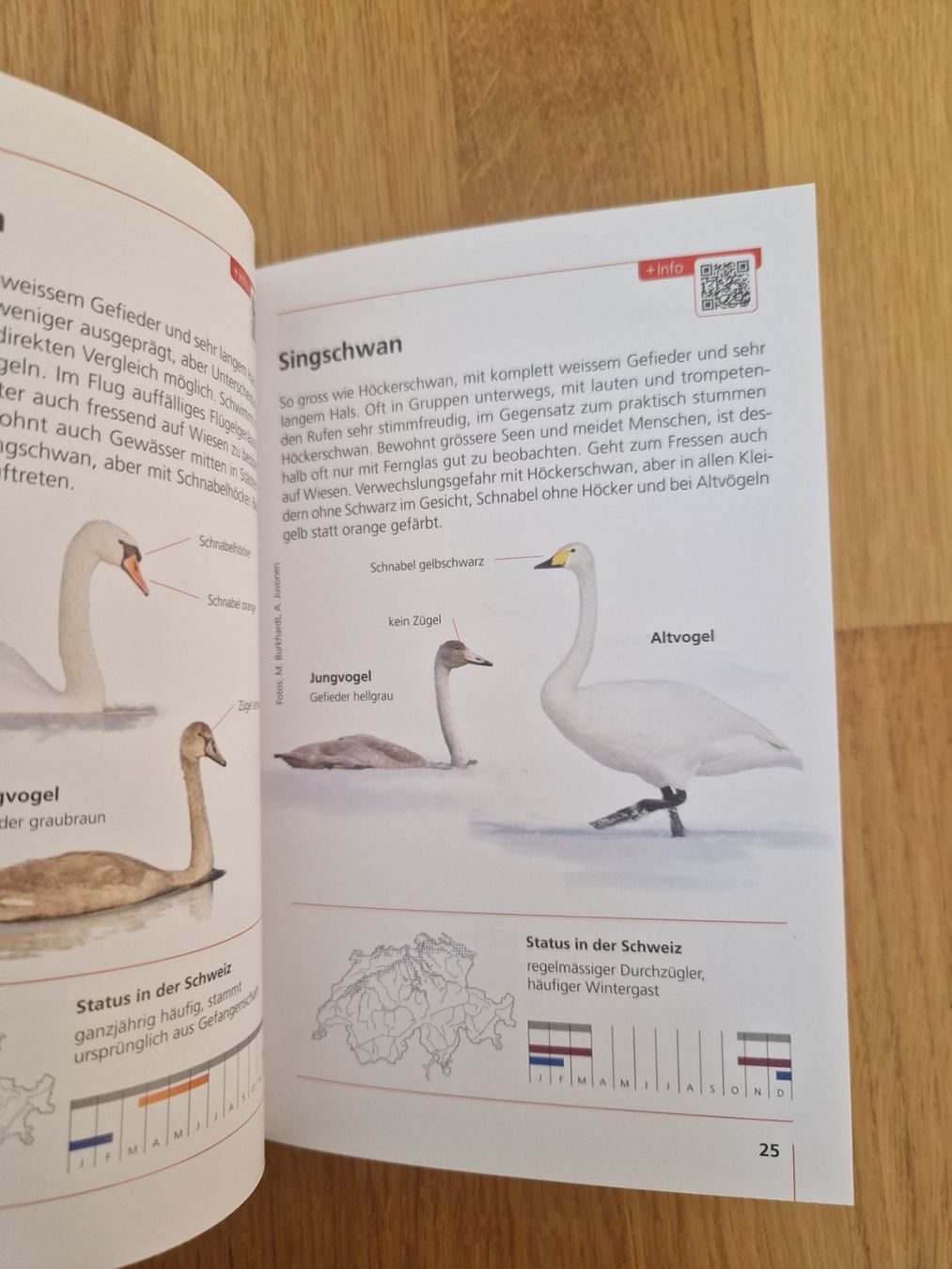 Libri: Neu: Buch Schweizer Vögel – Nuovo (secondo la descrizione) da Buchs Sg venduto da Valedi 3