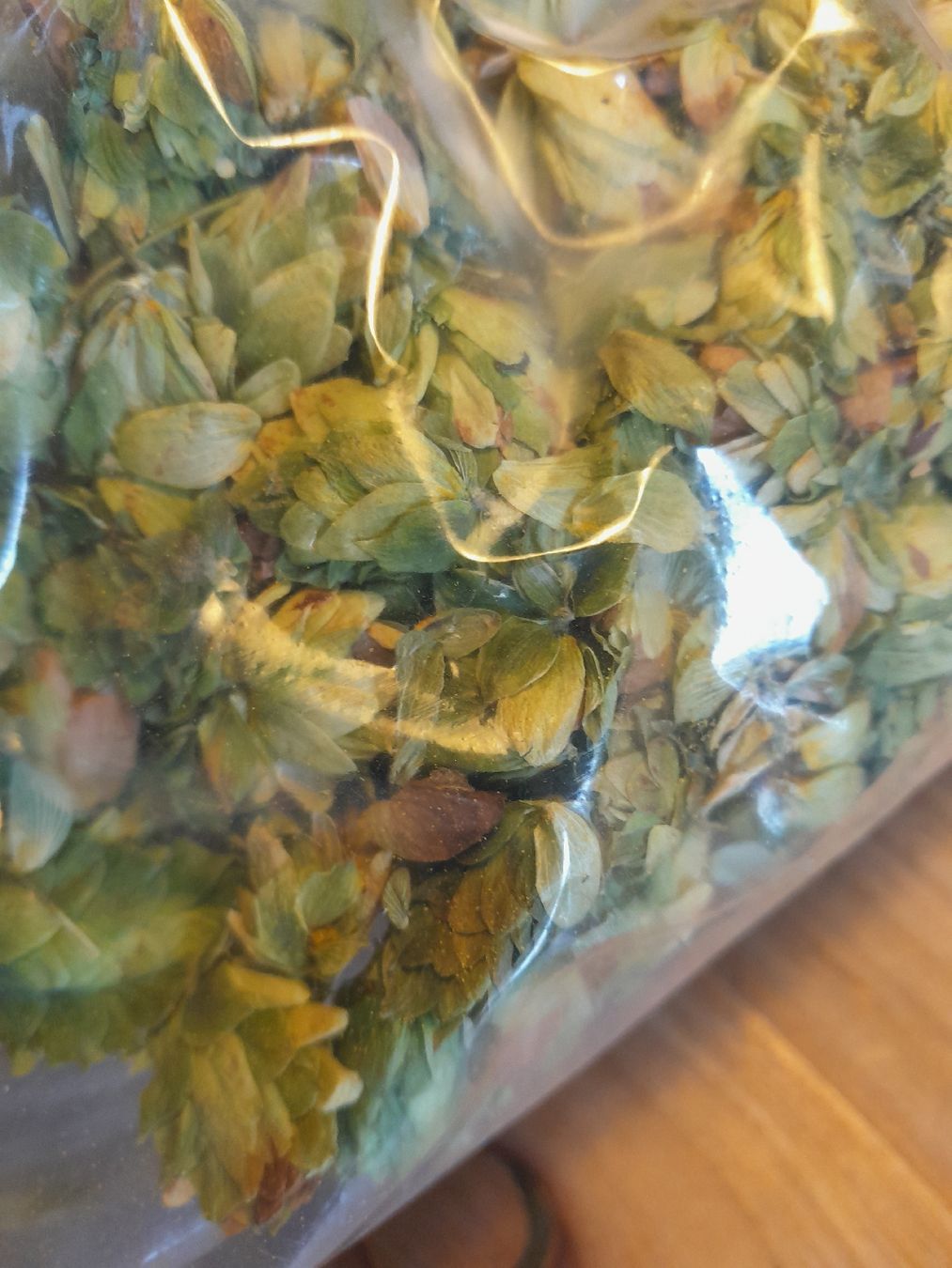 Piante & sementi: Hopfen Perle Bio – Nuovo e nell'imballaggio originale da Oltingen venduto da raconteurs