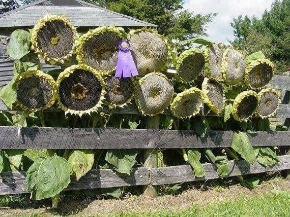 Piante & sementi: TOURNESOL GEANT (RARE DE MONGOLIE) 5g – Nuovo (secondo la descrizione) da Bremblens venduto da FIBONACCI369