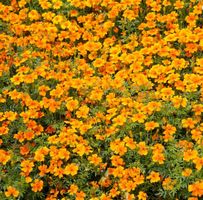 ESSBAR !  Gewürz-Tagetes / Studentenblume / 20 SAMEN