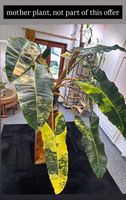 💎XXL! PHILODENDRON BILLIETIAE VAR. WET CUTTING SHOWPLANT 💎