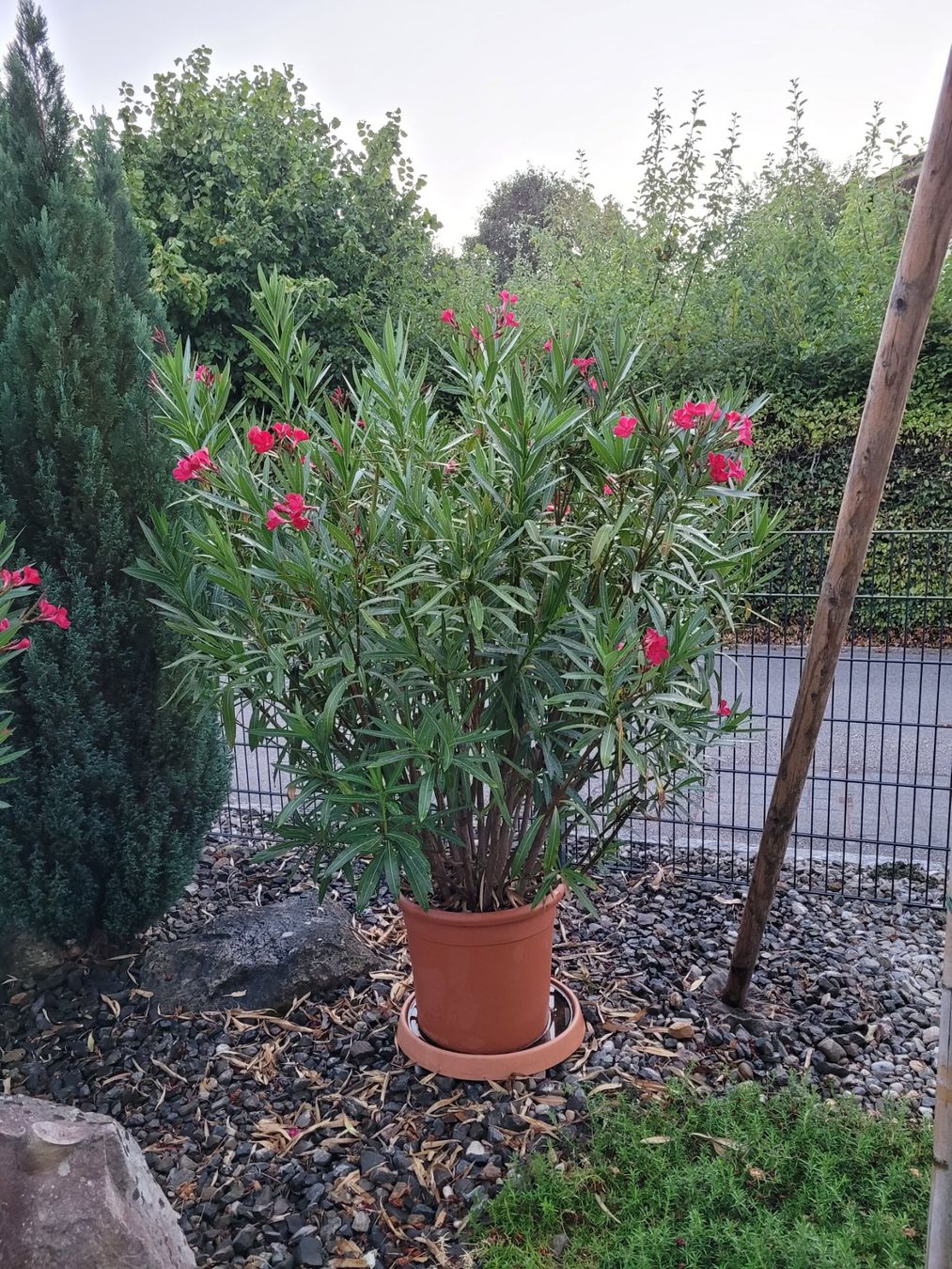 Pflanzen & Samen: schöner grosser Oleander 180cm – Gebraucht aus Aarberg von belaija 1