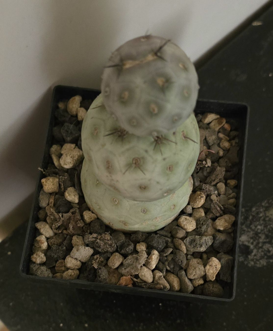Piante & sementi: Tephrocactus geometricus  – Usato da Escholzmatt venduto da Koenigskind2023 1