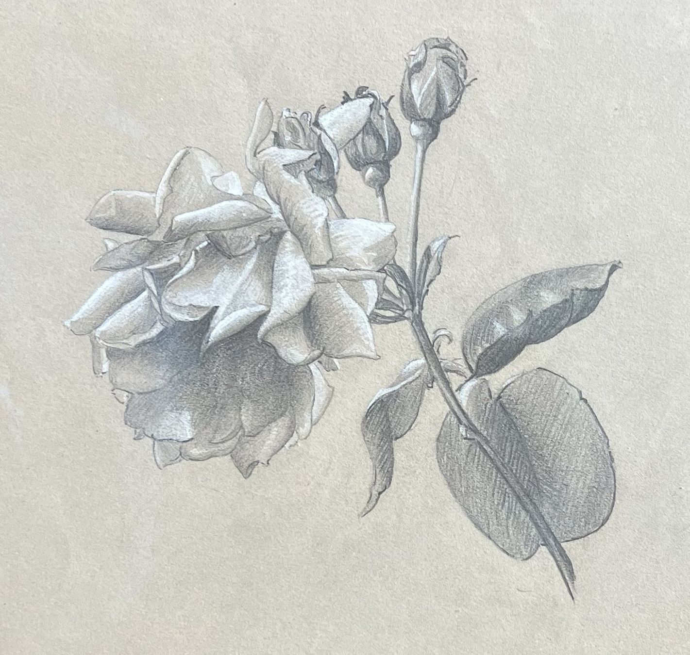 Gemälde: Dessin graphite "Rose" – Gebraucht aus Cologny von flo_7dnj 3