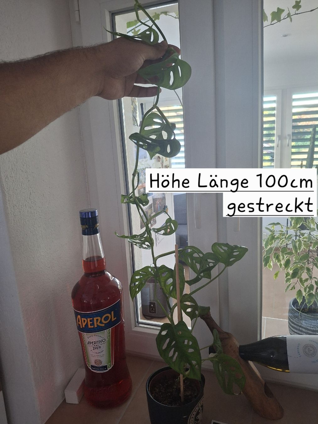 Piante & sementi: Monstera Monkey Leaf – Usato da Brunegg venduto da Maege_8311
