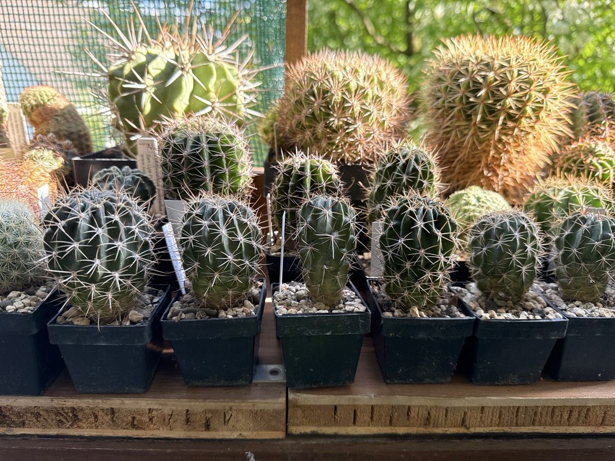 Piante & sementi: Echinopsis marsoneri / LO jajoiana – Usato da Rorbas venduto da SimS0n