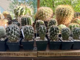 Echinopsis marsoneri / LO jajoiana