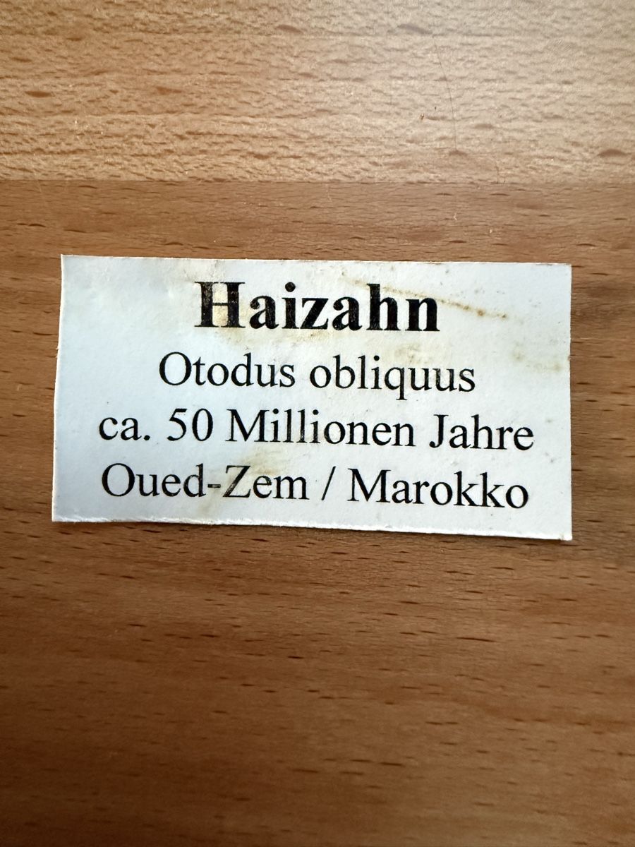 Fossiles: Haifischzahn – D'occasion à Grenchen par Bastet007 5