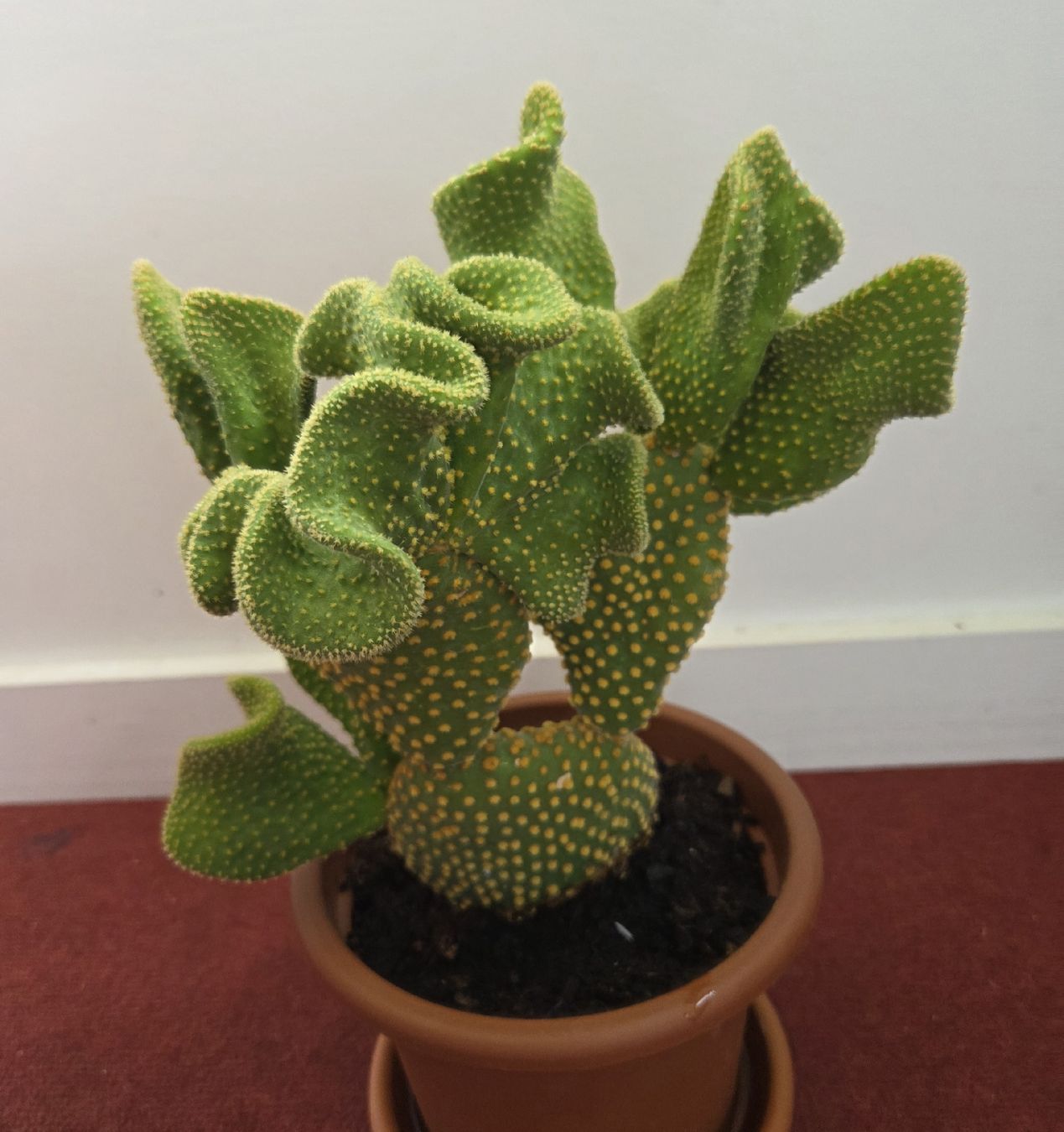 Piante & sementi: Opuntia Microdasys Kaktus  – Usato da Konolfingen venduto da S1000RR-Karin 2