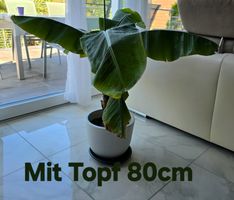Zierbanane - Zimmerbanane im neuen Topf