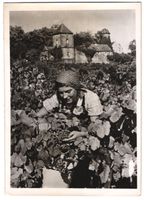 Fotografie Haardt / Weinstrasse, junge F