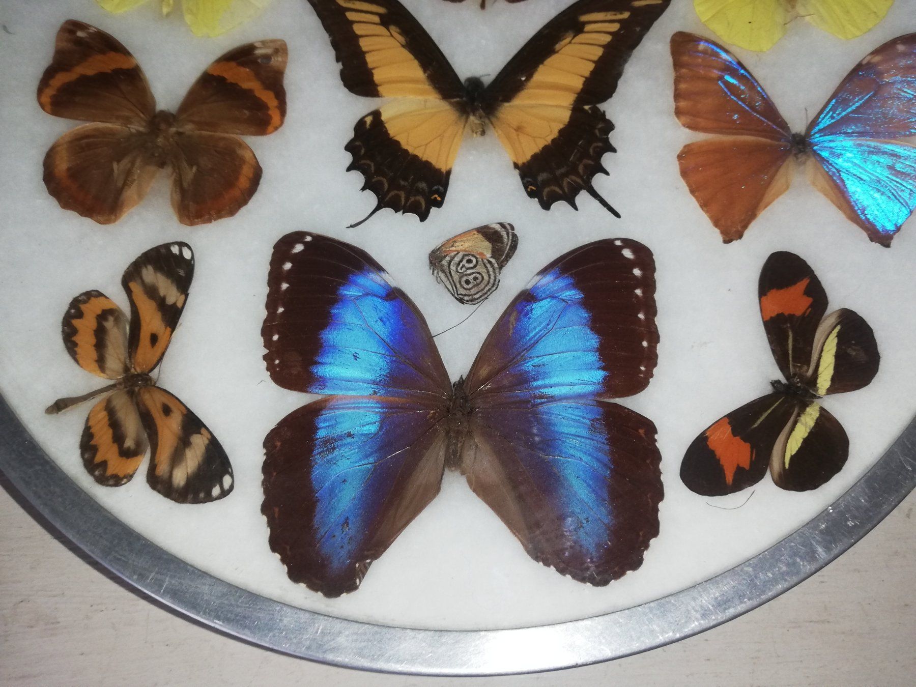 Il mondo degli animali: Echte Schmetterlinge hinter Glas – Usato da Aarburg venduto da Emelie 1