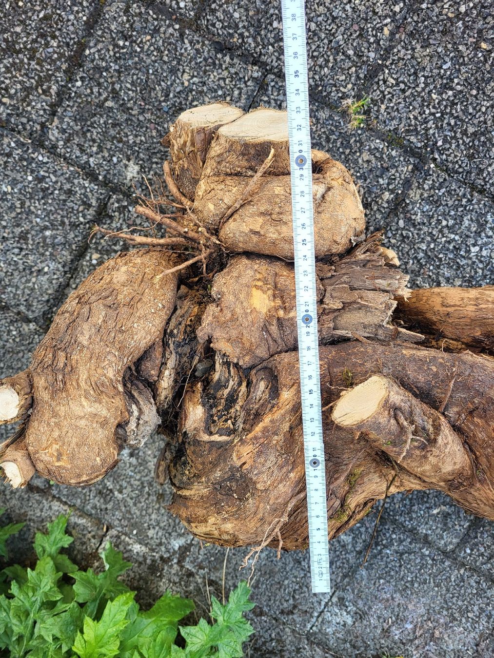 Articoli in legno: Drechselholz Flieder – Nuovo (secondo la descrizione) da Bubikon venduto da Munze1 1