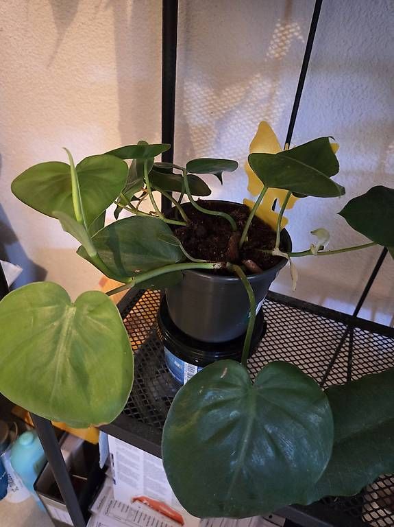 Piante & sementi: Philodendron scandens  – Usato da Roggwil BE venduto da pau_wyh8 2