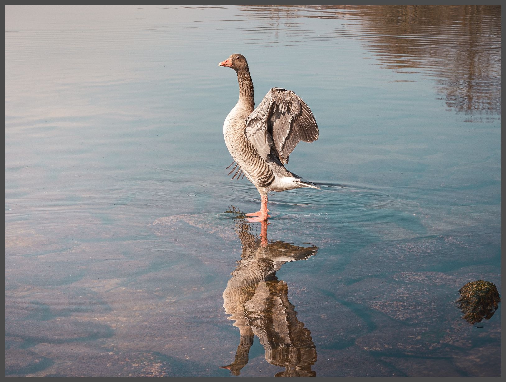 Poster & Bilder: Bilderrahmen mit Gans am Sempachersee – Gebraucht aus Root von raffi.95 1