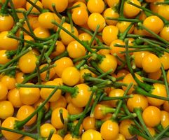 Aji Charapita Samen von der teuersten Chili