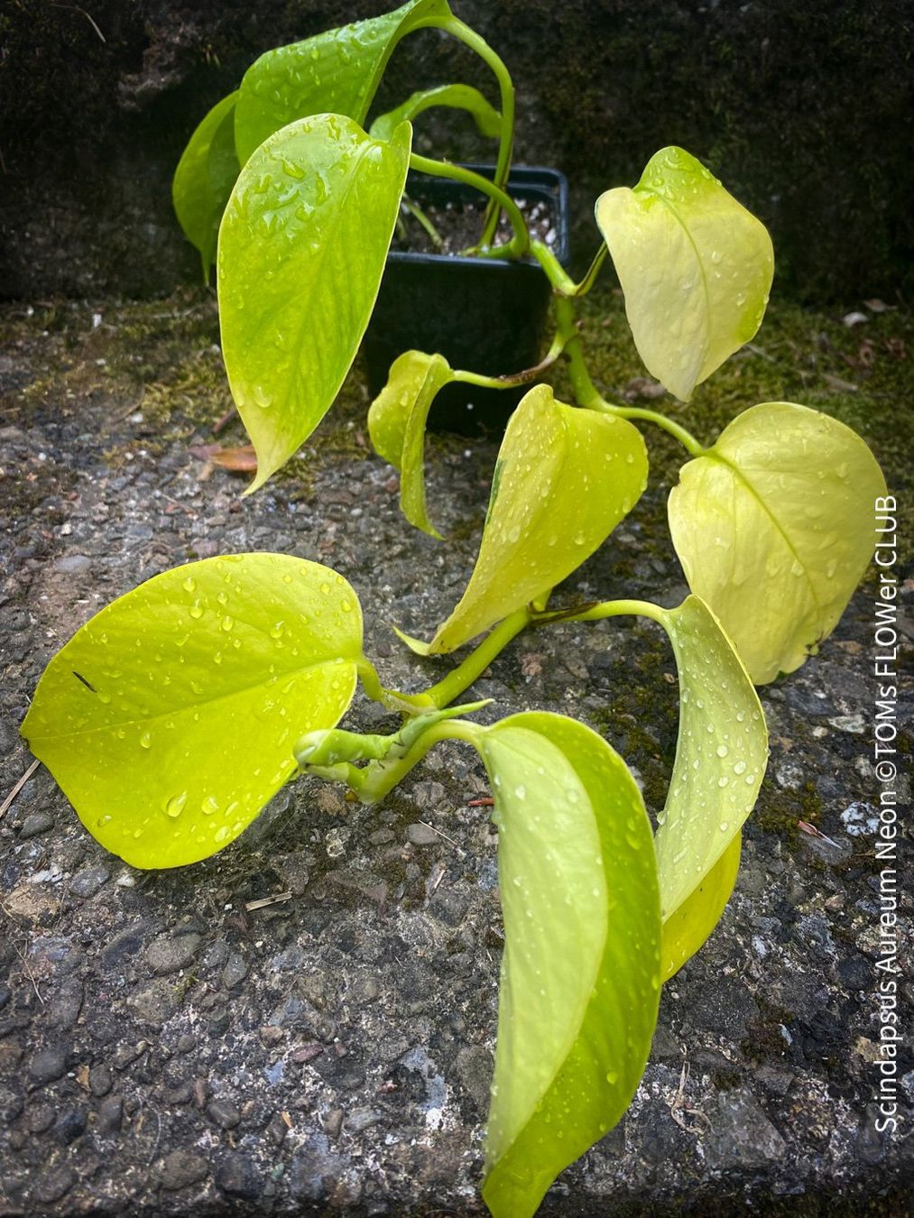 Piante & sementi: Scindapsus Aureum Neon - leuchtend gelb - stark & robust – Nuovo e nell'imballaggio originale da Adliswil venduto da astom369 3