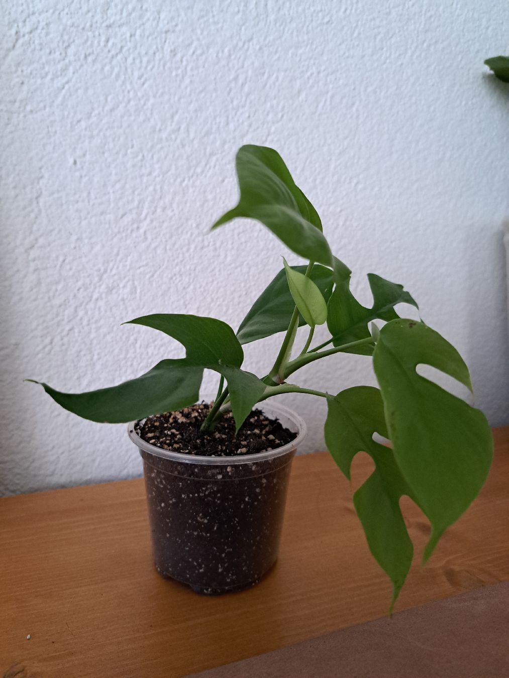 Pflanzen & Samen: Junge gesunde Monstera minima – Neu (gemäss Beschreibung) aus Winterthur von ang_d9dq 2