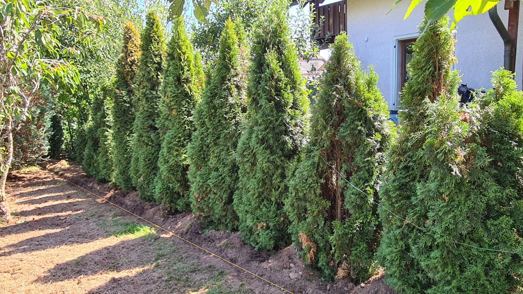 Pflanzen & Samen: Thuja Smaragd – Gebraucht aus Wolfwil von Liezl78 2