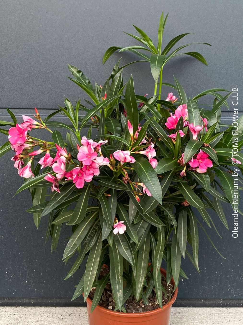 Piante & sementi: Nerium Oleander mediterrane Blütenpracht in weiss oder rosa – Nuovo e nell'imballaggio originale da Adliswil venduto da TAKEYOURPLANT 6