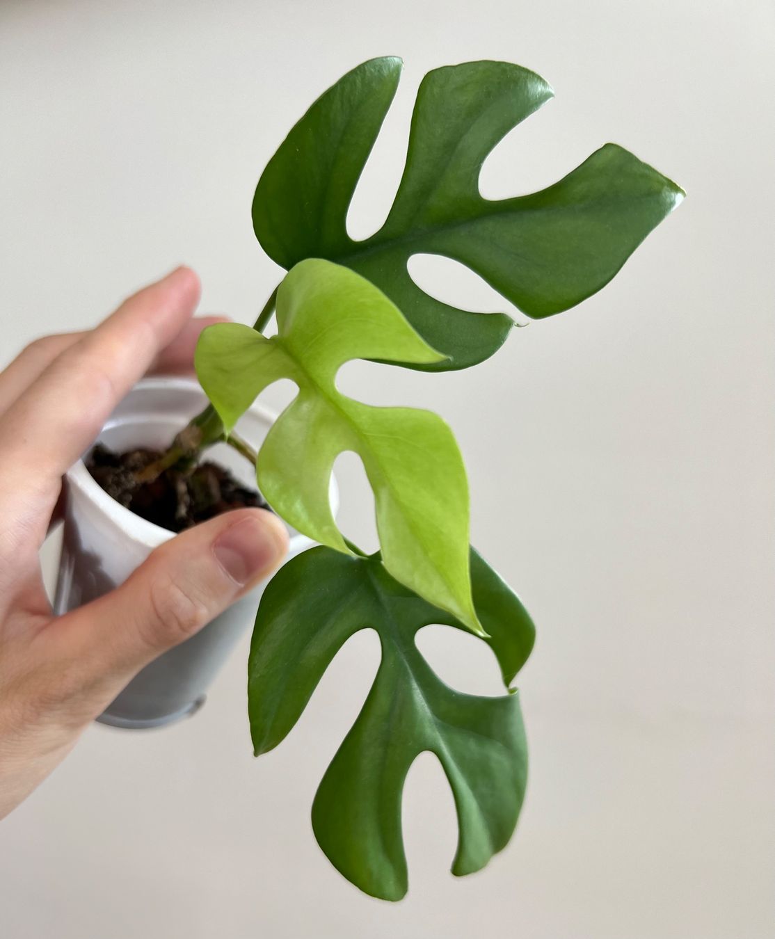 Plantes & graines: Monstera minima – D'occasion à Glattpark(Opfikon) par ste_n99y 1