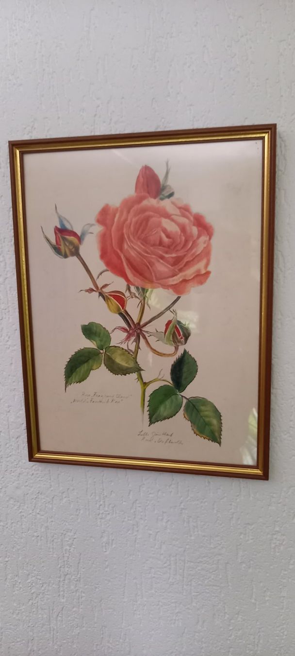 Foto & Immagini: Bild rose lotti günthart – Usato da Höri venduto da bsc_68fw