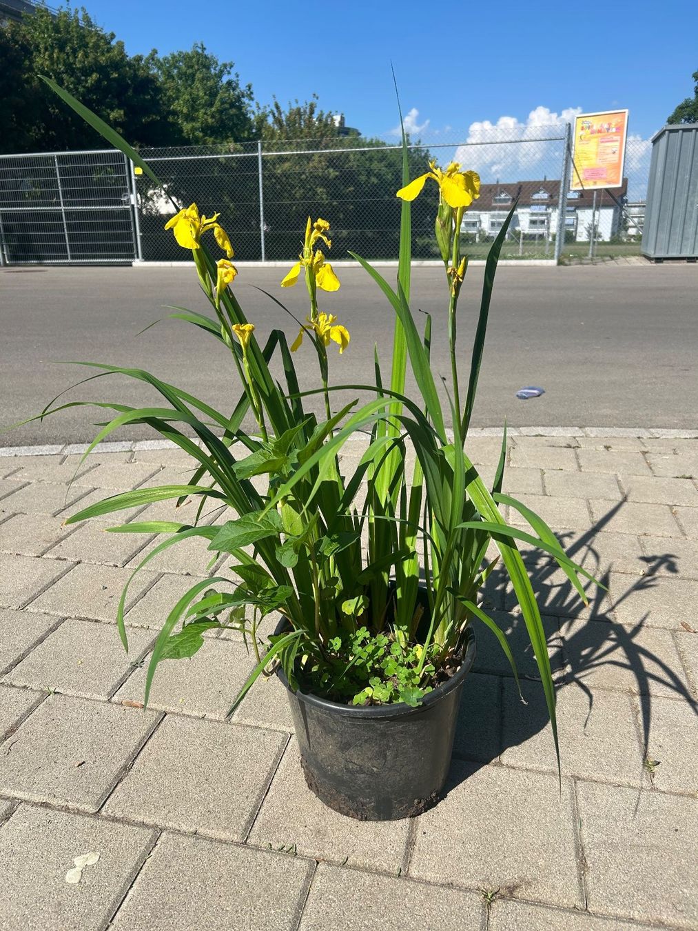 Piante & sementi: Schwertlilie und Physalis im Topf – Usato da Frauenfeld venduto da Irene.Schuppli 1