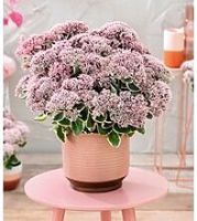 Mini Pflanze Sedum Fette Henne la vie en Rose  RARITÄT NEU