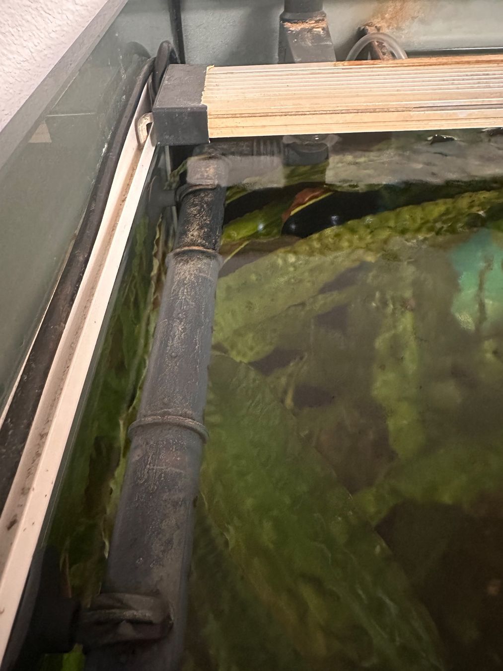 Acquari: Eheim Incpiria 330 Aquarium – Usato da Dagmersellen venduto da Dej7 9