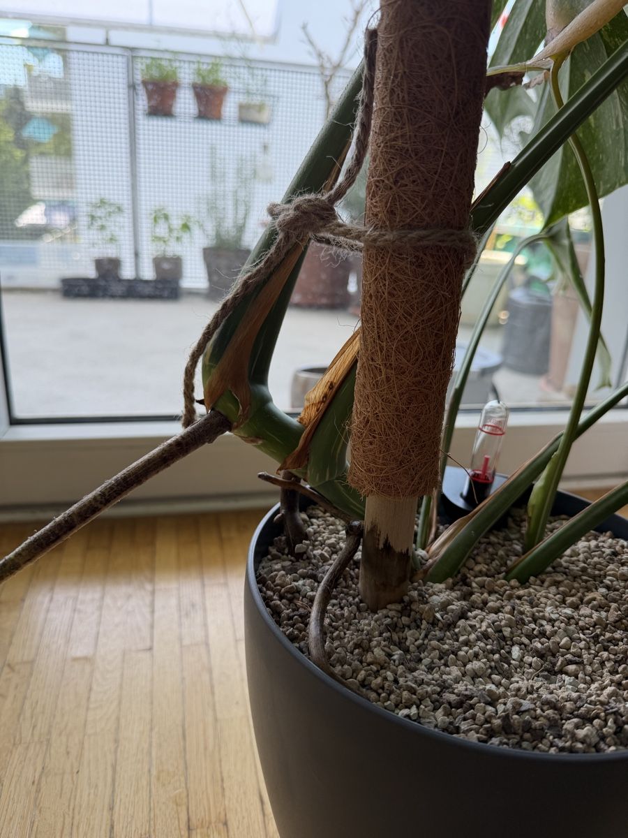 Piante & sementi: Monstera Thai Constellation ca. 75cm hoch – Nuovo (secondo la descrizione) da LUZERN venduto da Adriana_6005 1