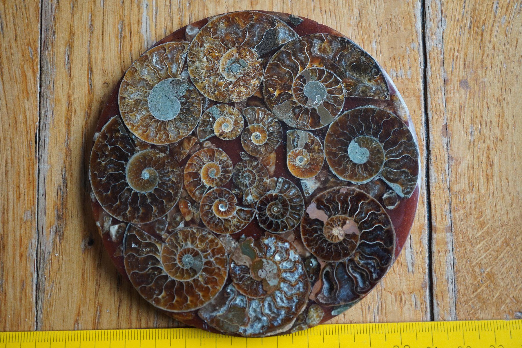 Fossili: Ammonit  Platte      Sammlerstück  ca 11cm  Diverse – Nuovo e nell'imballaggio originale da Eschenbach SG venduto da craniums