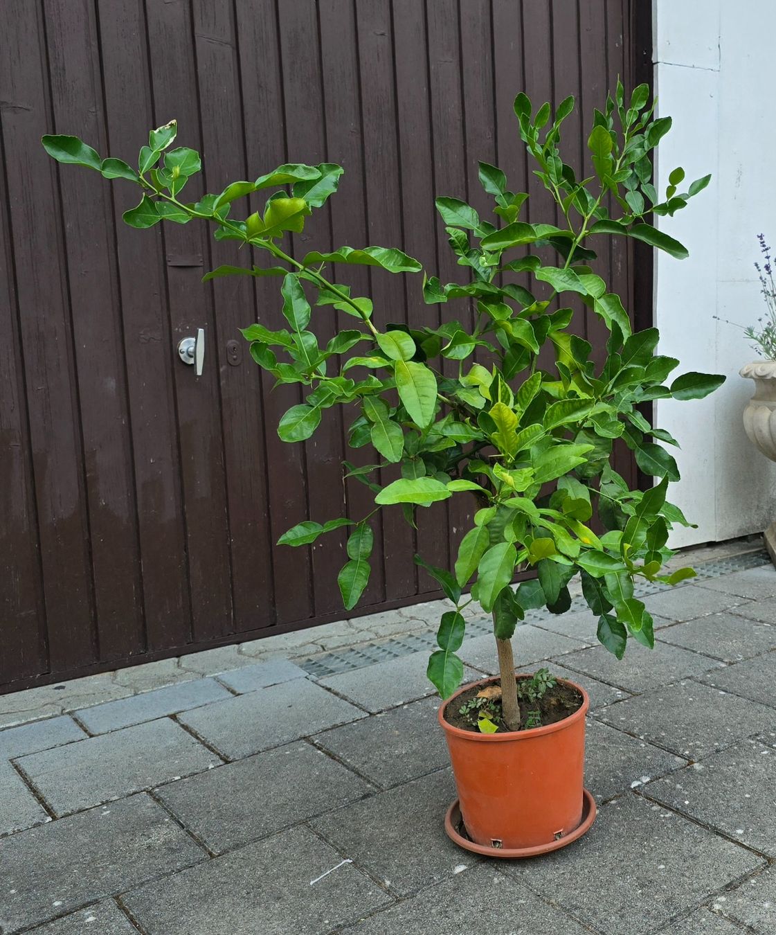 Pflanzen & Samen: Kaffirlimette – Gebraucht aus Aarburg von popkorn65 4