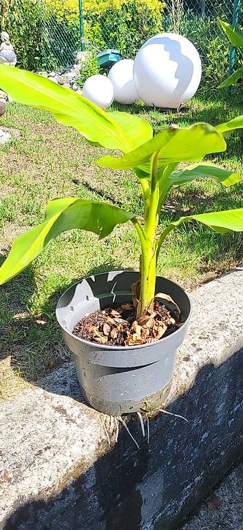 Pflanzen & Samen: Bananenbaum – Neu und originalverpackt aus Wallisellen von Eugenio 1