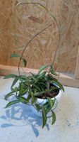 Hoya Wayetii grün